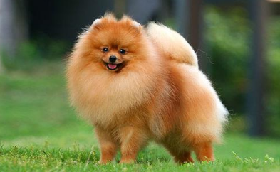 博美犬越來越受歡迎, 是什么鞏固了它在寵物狗界的地位!