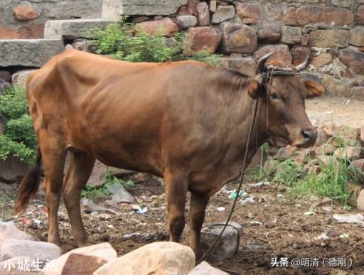 农村俗语“卖房不卖门,卖牛不卖绳”,为啥绳和门不能卖?