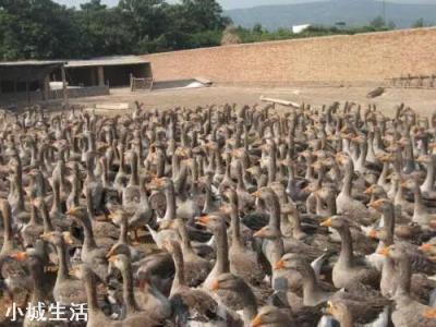 蘿卜地里適合養雞鵝嗎？