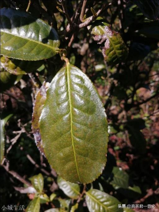 普洱茶臟嗎？