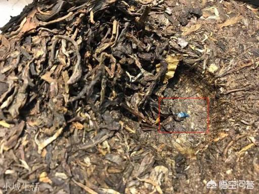 普洱茶臟嗎？