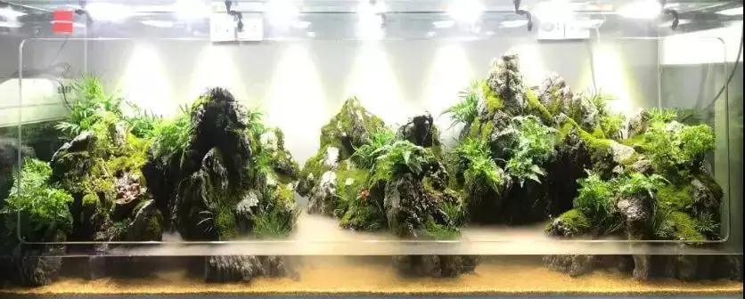 造景小白看过来,免费水族造景培训来啦!