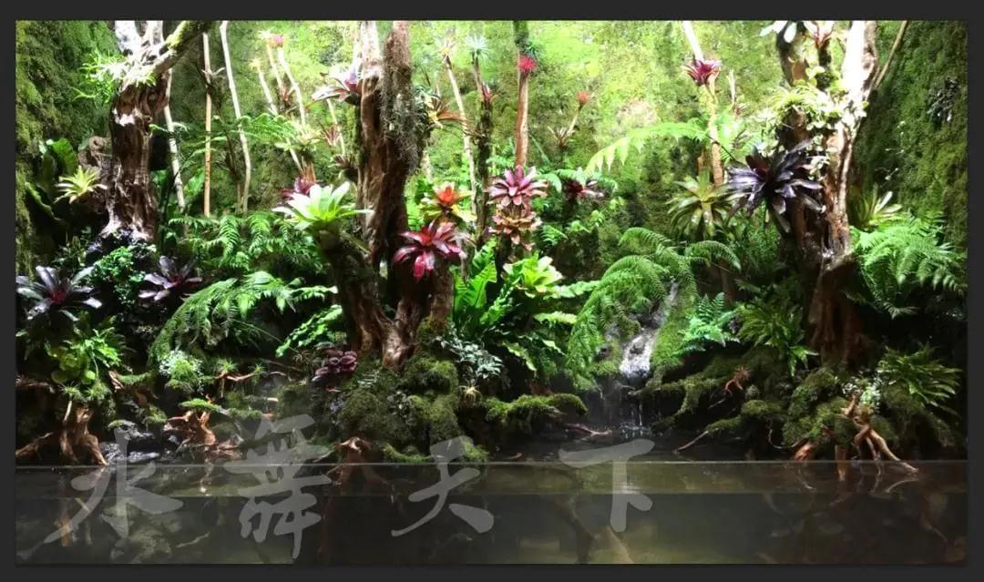 造景小白看过来,免费水族造景培训来啦!