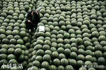 瓜農兩毛錢一斤西瓜賣不出去，消費者卻吃不起，到底誰在撒謊？