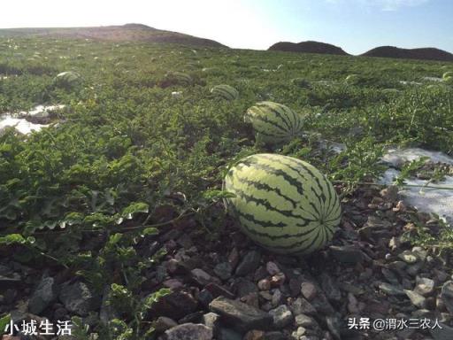 瓜農兩毛錢一斤西瓜賣不出去，消費者卻吃不起，到底誰在撒謊？