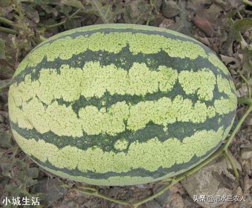瓜農兩毛錢一斤西瓜賣不出去，消費者卻吃不起，到底誰在撒謊？