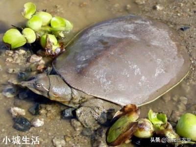 在农村，俗语“上山兔子下山鸡，离水甲鱼莫去追”，啥意思？
