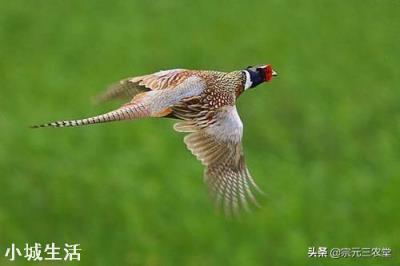 在农村，俗语“上山兔子下山鸡，离水甲鱼莫去追”，啥意思？