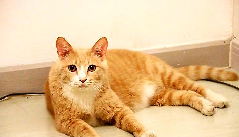 橘猫叫唤不停的五大原因,铲屎官们要注意了!