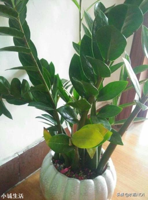 金钱树的根能发芽吗?受什么因素影响?
