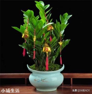 金钱树的根能发芽吗?受什么因素影响?
