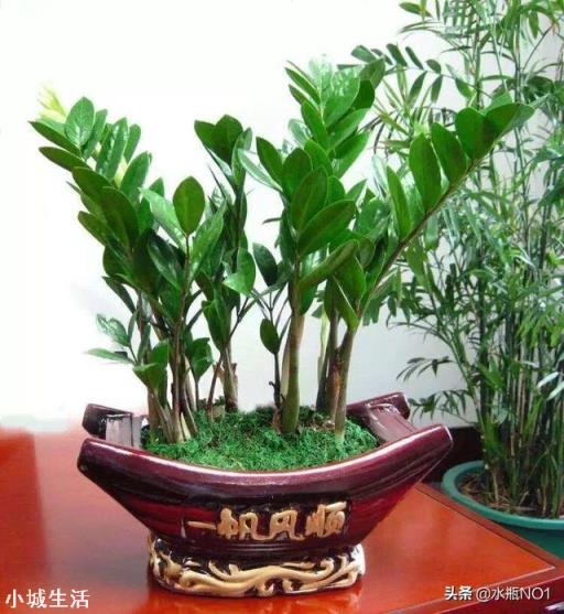金钱树的根能发芽吗?受什么因素影响?