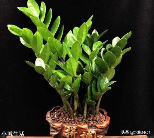 金钱树的根能发芽吗?受什么因素影响?