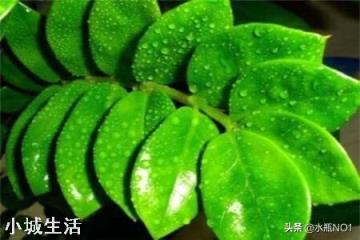 金钱树的根能发芽吗?受什么因素影响?