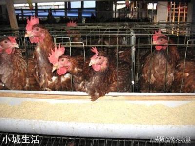 蛋雞什么時(shí)候淘汰最好？