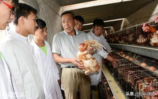 蛋雞什么時(shí)候淘汰最好？