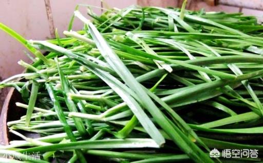 韭菜猪肉包子中韭菜是怎么保持翠绿的?