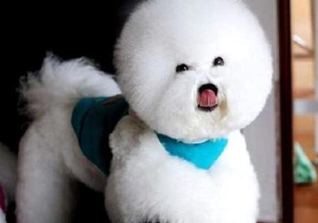 如何训练可爱的成年比熊犬,比熊犬训练技巧!