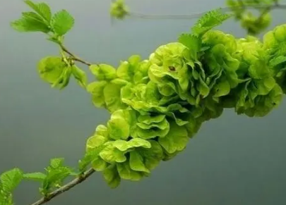 榆钱的功效与作用