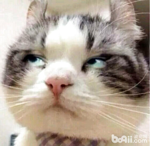 怎么让猫咪不记仇?