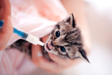 为什么要定期为猫咪驱虫?猫咪驱虫的重要性!