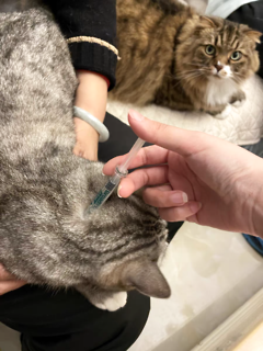 如何预防猫咪感染寄生虫?资深铲屎官吐血整理!