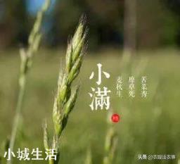 小满到，俗语“小满不满，麦有一险”啥意思？小满下雨有何说法？