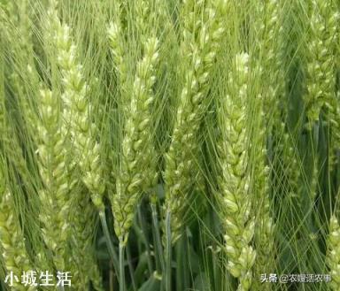 小满到，俗语“小满不满，麦有一险”啥意思？小满下雨有何说法？