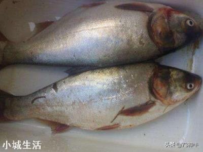 四大家魚中的鰱魚其價(jià)格一直是最低的，其原因主要有哪些？