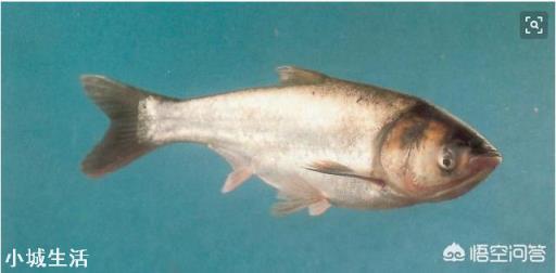 四大家魚中的鰱魚其價(jià)格一直是最低的，其原因主要有哪些？