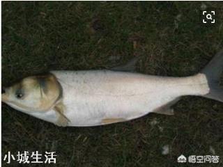 四大家魚中的鰱魚其價(jià)格一直是最低的，其原因主要有哪些？