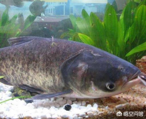 四大家魚中的鰱魚其價(jià)格一直是最低的，其原因主要有哪些？