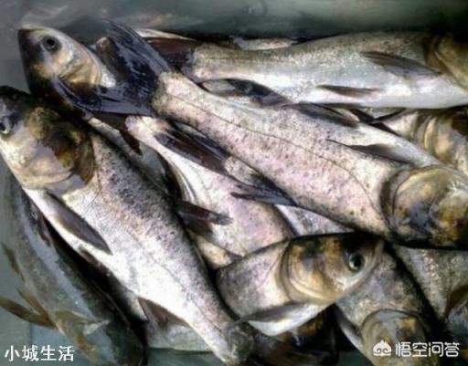 四大家魚中的鰱魚其價(jià)格一直是最低的，其原因主要有哪些？