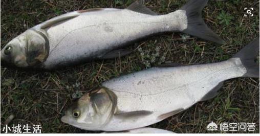 四大家魚中的鰱魚其價(jià)格一直是最低的，其原因主要有哪些？