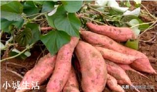 立夏已过小满将至，现在能移栽红薯苗了吗？晴天还是阴雨天移栽好？