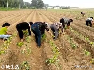 立夏已过小满将至，现在能移栽红薯苗了吗？晴天还是阴雨天移栽好？