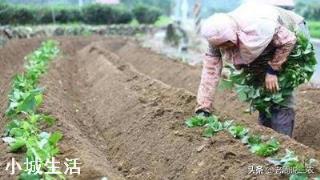 立夏已过小满将至，现在能移栽红薯苗了吗？晴天还是阴雨天移栽好？
