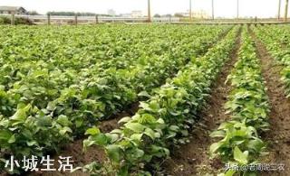 立夏已过小满将至，现在能移栽红薯苗了吗？晴天还是阴雨天移栽好？