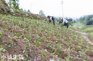 立夏已过小满将至，现在能移栽红薯苗了吗？晴天还是阴雨天移栽好？