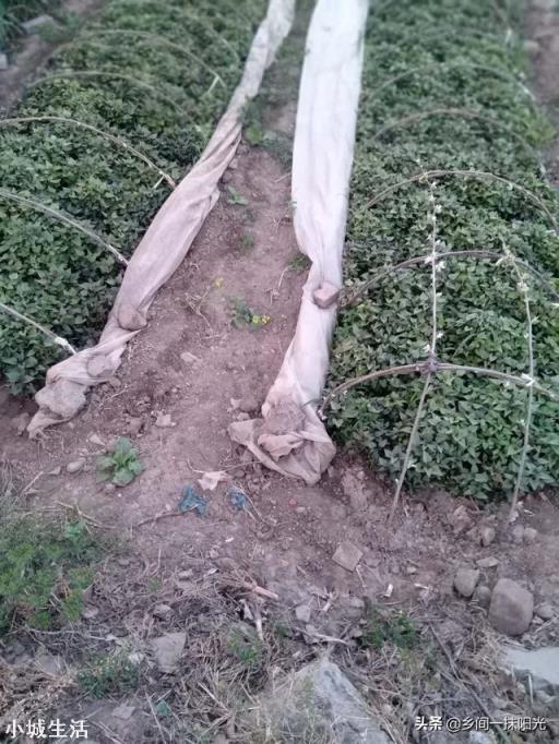 立夏已过小满将至，现在能移栽红薯苗了吗？晴天还是阴雨天移栽好？