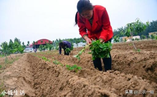 立夏已过小满将至，现在能移栽红薯苗了吗？晴天还是阴雨天移栽好？