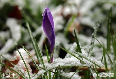 大雪节气将至，俗语“大雪不冻倒春寒，大雪不寒明年旱”啥意思？
