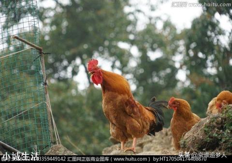 城里人爱买的“土鸡”，为何突然就不受欢迎了？土鸡不好吃了吗？