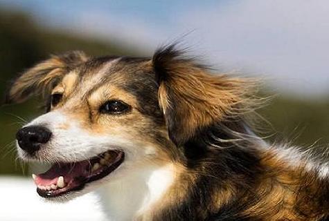 如何训练卡斯罗幼犬护主人？