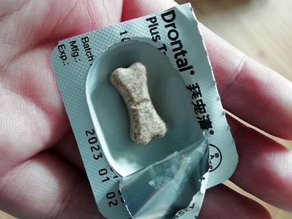 夏天需要多久给狗狗驱虫一次