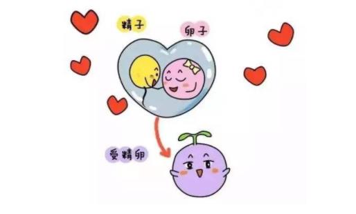 做幸福的准妈妈 分享受精的奇妙感受
