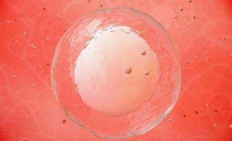 做幸福的准妈妈 分享受精的奇妙感受