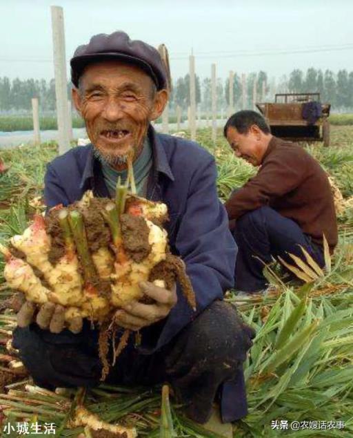 种植的生姜，收回来后如何贮藏不容易坏？