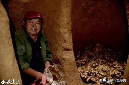 种植的生姜，收回来后如何贮藏不容易坏？