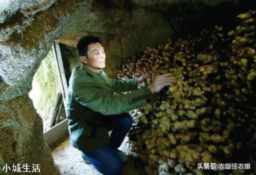 种植的生姜，收回来后如何贮藏不容易坏？